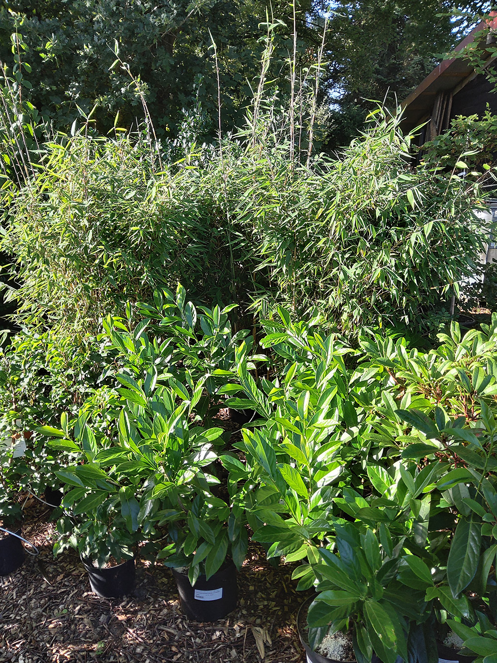 Kirschlorbeer, Lorbeer-Kirsche (Prunus laurocerasus Novita, c7,5 getopft) -  Pflanzenhandel Hesse