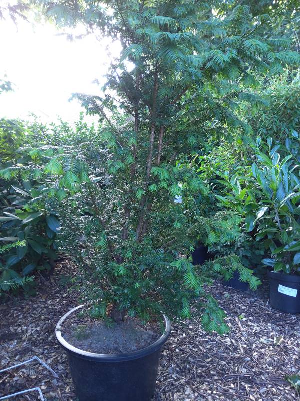 Taxus baccata, mb+co10, 60/70