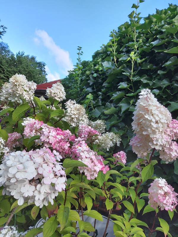 Hydrangea paniculata Vanille Fraise, c5