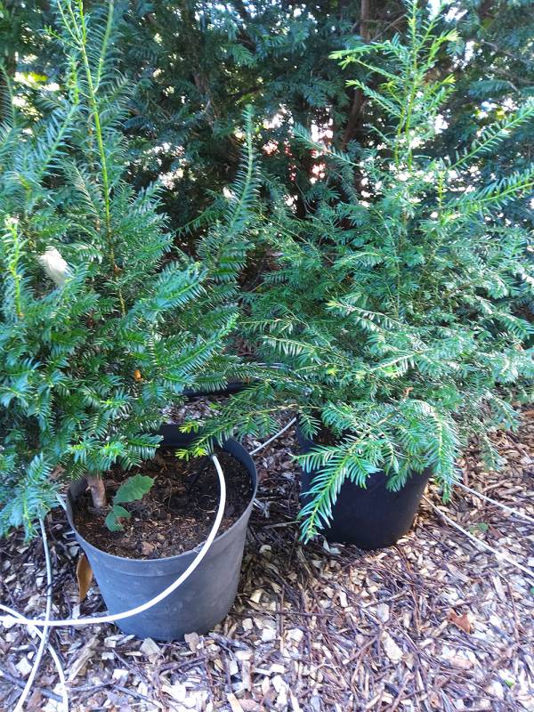 Taxus baccata 3./4. H.W.