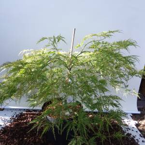 Acer palmatum Ellen, c7,5 flach 50/60