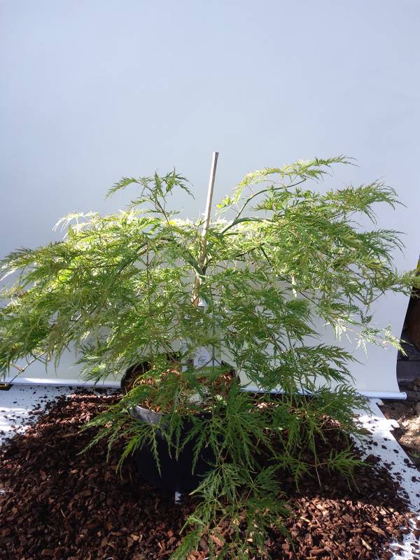 Acer palmatum Ellen, c7,5 flach 50/60