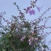 Abelia grandiflora Pinky Bells c3, 30-40