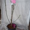 Magnolia Pink Pyramid c7,5 60-80