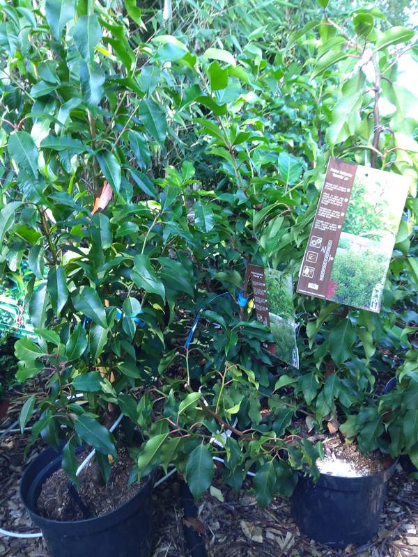 Prunus lusitacica Brenelia c4 40-60