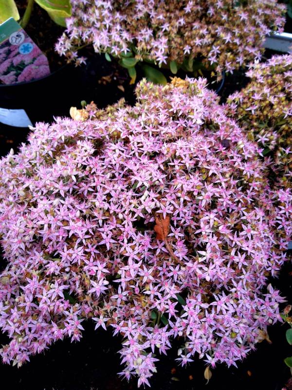 Sedum Pure Joy p13