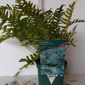 Gewöhnlicher Tüpfelfarn, Engelsüß (Polypodium vulgare, P1)