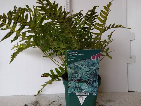 Gewöhnlicher Tüpfelfarn, Engelsüß (Polypodium vulgare, P1)