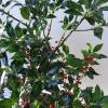 Ilex merserveae/aquifolia i.S. c4, 40-50