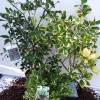 Ilex merserveae/aquifolia i.S. c4, 40-50