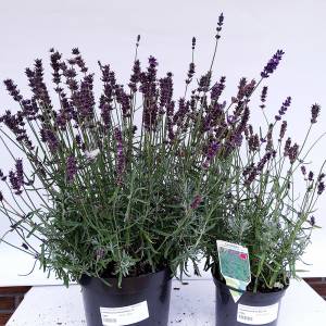 Echter Lavendel (Lavandula ang. Hidcote Blue, c5)