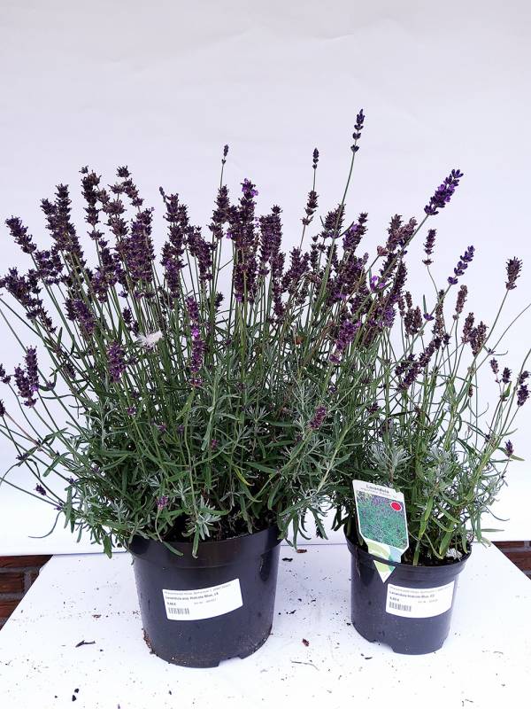 Echter Lavendel (Lavandula ang. Hidcote Blue, c5)