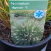 Pennisetum Hameln, P13